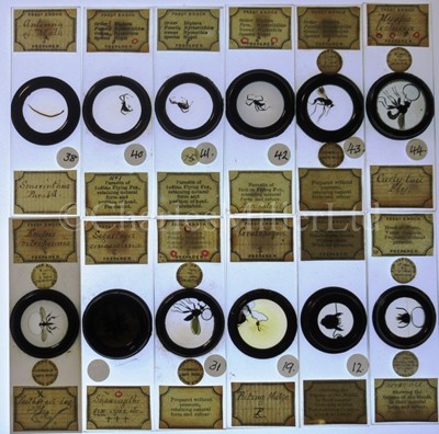 Lot 282 - MICROSCOPE SLIDES FROM THE PERSONAL COLLECTION OF FRED ENOCK (1845-1916)