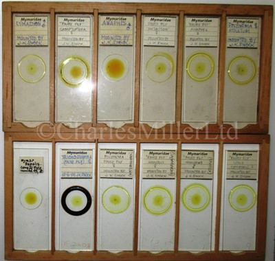 Lot 282 - MICROSCOPE SLIDES FROM THE PERSONAL COLLECTION OF FRED ENOCK (1845-1916)