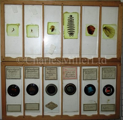 Lot 282 - MICROSCOPE SLIDES FROM THE PERSONAL COLLECTION OF FRED ENOCK (1845-1916)