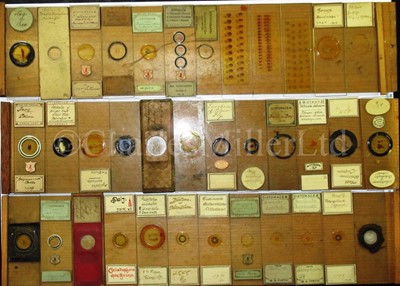 Lot 282 - MICROSCOPE SLIDES FROM THE PERSONAL COLLECTION OF FRED ENOCK (1845-1916)