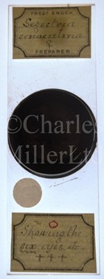Lot 282 - MICROSCOPE SLIDES FROM THE PERSONAL COLLECTION OF FRED ENOCK (1845-1916)