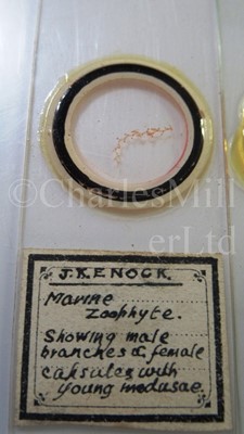 Lot 282 - MICROSCOPE SLIDES FROM THE PERSONAL COLLECTION OF FRED ENOCK (1845-1916)