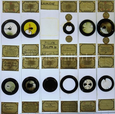 Lot 282 - MICROSCOPE SLIDES FROM THE PERSONAL COLLECTION OF FRED ENOCK (1845-1916)