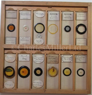 Lot 282 - MICROSCOPE SLIDES FROM THE PERSONAL COLLECTION OF FRED ENOCK (1845-1916)