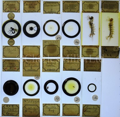 Lot 282 - MICROSCOPE SLIDES FROM THE PERSONAL COLLECTION OF FRED ENOCK (1845-1916)