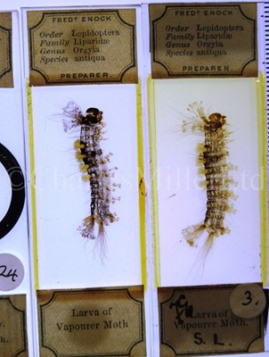 Lot 282 - MICROSCOPE SLIDES FROM THE PERSONAL COLLECTION OF FRED ENOCK (1845-1916)