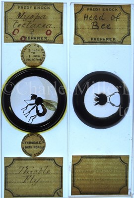 Lot 282 - MICROSCOPE SLIDES FROM THE PERSONAL COLLECTION OF FRED ENOCK (1845-1916)