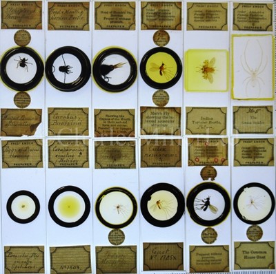 Lot 282 - MICROSCOPE SLIDES FROM THE PERSONAL COLLECTION OF FRED ENOCK (1845-1916)