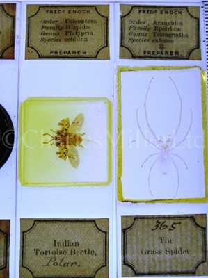 Lot 282 - MICROSCOPE SLIDES FROM THE PERSONAL COLLECTION OF FRED ENOCK (1845-1916)
