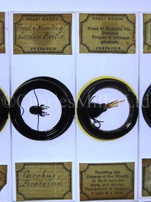 Lot 282 - MICROSCOPE SLIDES FROM THE PERSONAL COLLECTION OF FRED ENOCK (1845-1916)