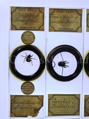 Lot 282 - MICROSCOPE SLIDES FROM THE PERSONAL COLLECTION OF FRED ENOCK (1845-1916)