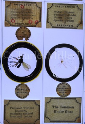 Lot 282 - MICROSCOPE SLIDES FROM THE PERSONAL COLLECTION OF FRED ENOCK (1845-1916)
