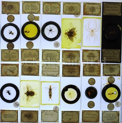 Lot 282 - MICROSCOPE SLIDES FROM THE PERSONAL COLLECTION OF FRED ENOCK (1845-1916)