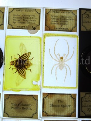 Lot 282 - MICROSCOPE SLIDES FROM THE PERSONAL COLLECTION OF FRED ENOCK (1845-1916)