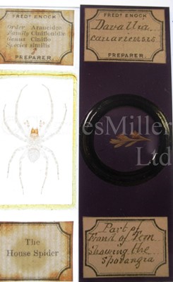 Lot 282 - MICROSCOPE SLIDES FROM THE PERSONAL COLLECTION OF FRED ENOCK (1845-1916)