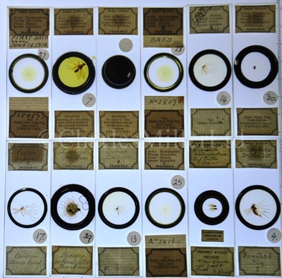 Lot 282 - MICROSCOPE SLIDES FROM THE PERSONAL COLLECTION OF FRED ENOCK (1845-1916)