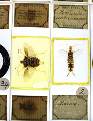 Lot 282 - MICROSCOPE SLIDES FROM THE PERSONAL COLLECTION OF FRED ENOCK (1845-1916)