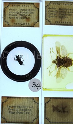 Lot 282 - MICROSCOPE SLIDES FROM THE PERSONAL COLLECTION OF FRED ENOCK (1845-1916)
