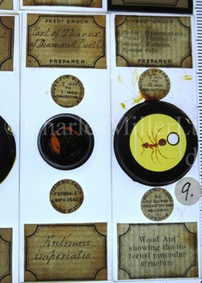 Lot 282 - MICROSCOPE SLIDES FROM THE PERSONAL COLLECTION OF FRED ENOCK (1845-1916)