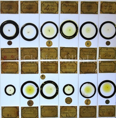 Lot 282 - MICROSCOPE SLIDES FROM THE PERSONAL COLLECTION OF FRED ENOCK (1845-1916)