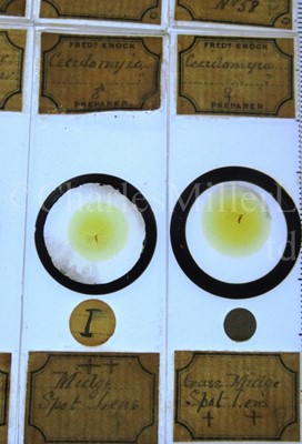 Lot 282 - MICROSCOPE SLIDES FROM THE PERSONAL COLLECTION OF FRED ENOCK (1845-1916)