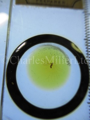 Lot 282 - MICROSCOPE SLIDES FROM THE PERSONAL COLLECTION OF FRED ENOCK (1845-1916)