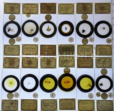 Lot 282 - MICROSCOPE SLIDES FROM THE PERSONAL COLLECTION OF FRED ENOCK (1845-1916)