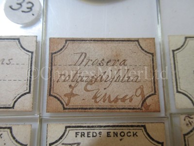 Lot 282 - MICROSCOPE SLIDES FROM THE PERSONAL COLLECTION OF FRED ENOCK (1845-1916)