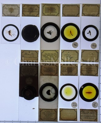 Lot 282 - MICROSCOPE SLIDES FROM THE PERSONAL COLLECTION OF FRED ENOCK (1845-1916)
