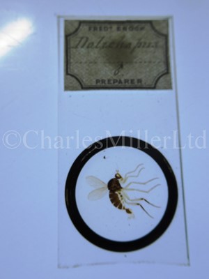 Lot 282 - MICROSCOPE SLIDES FROM THE PERSONAL COLLECTION OF FRED ENOCK (1845-1916)